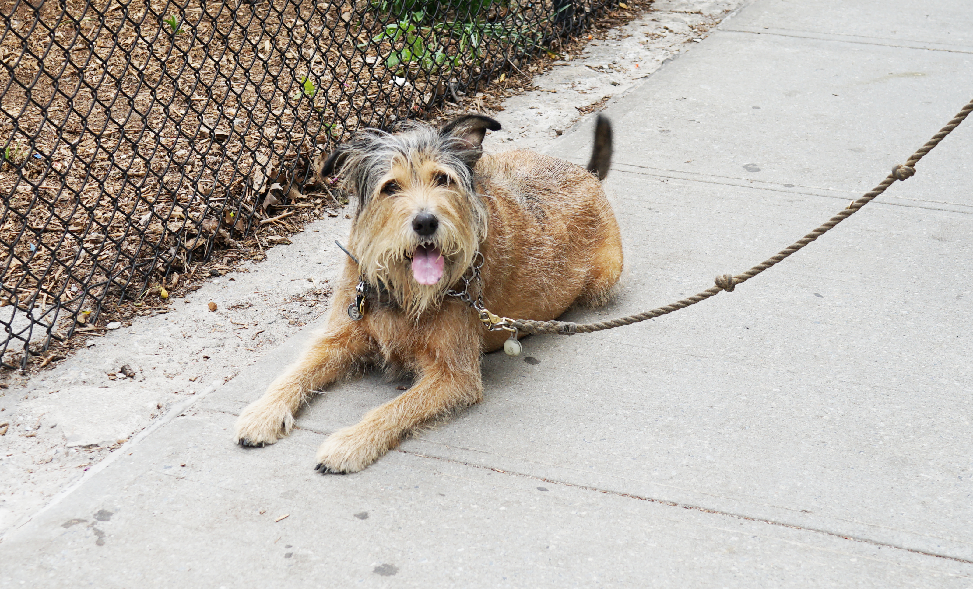 Dog by basketball courts