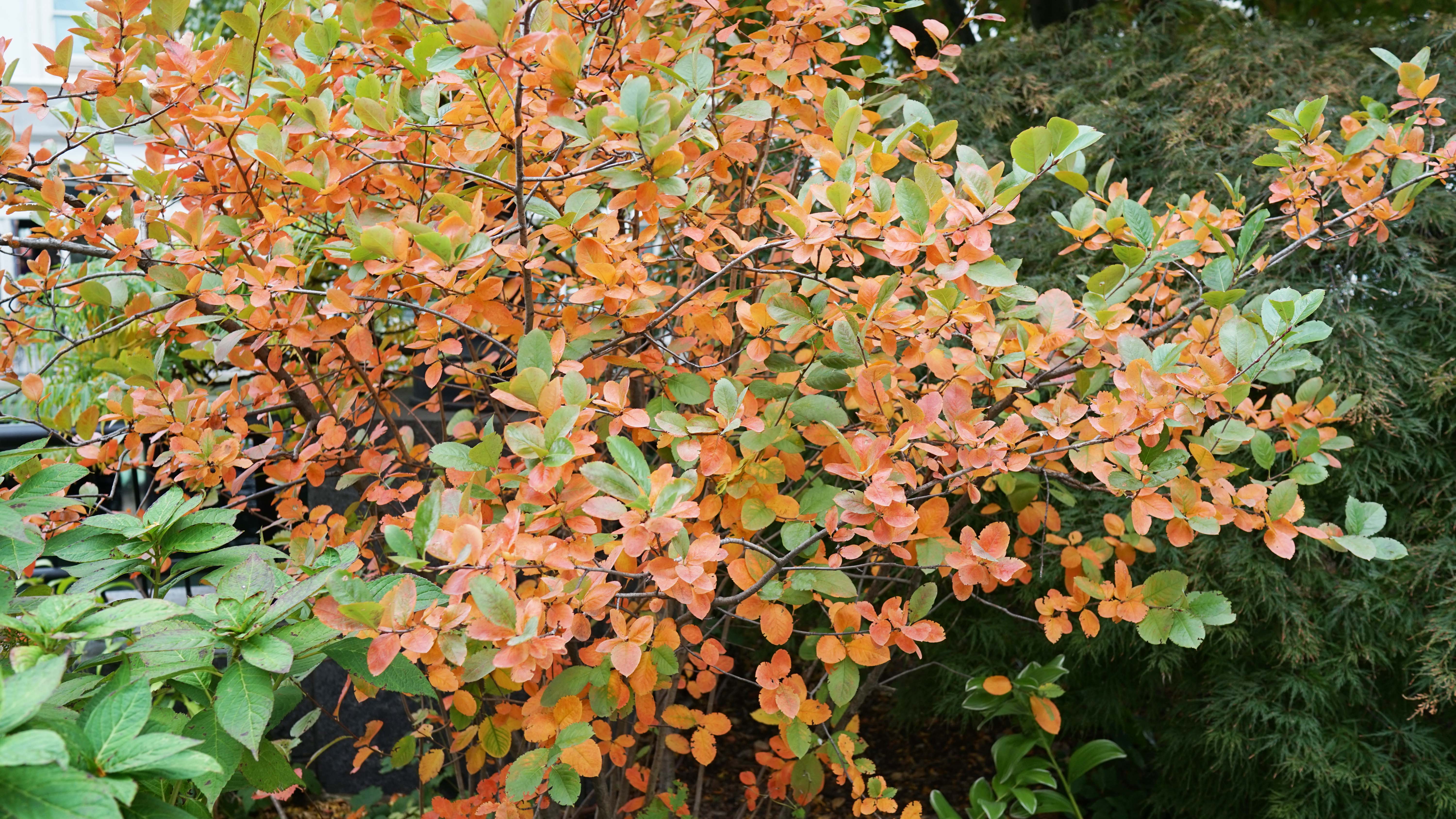 Honey locusts of South Cove turning yellow The Greer Journal