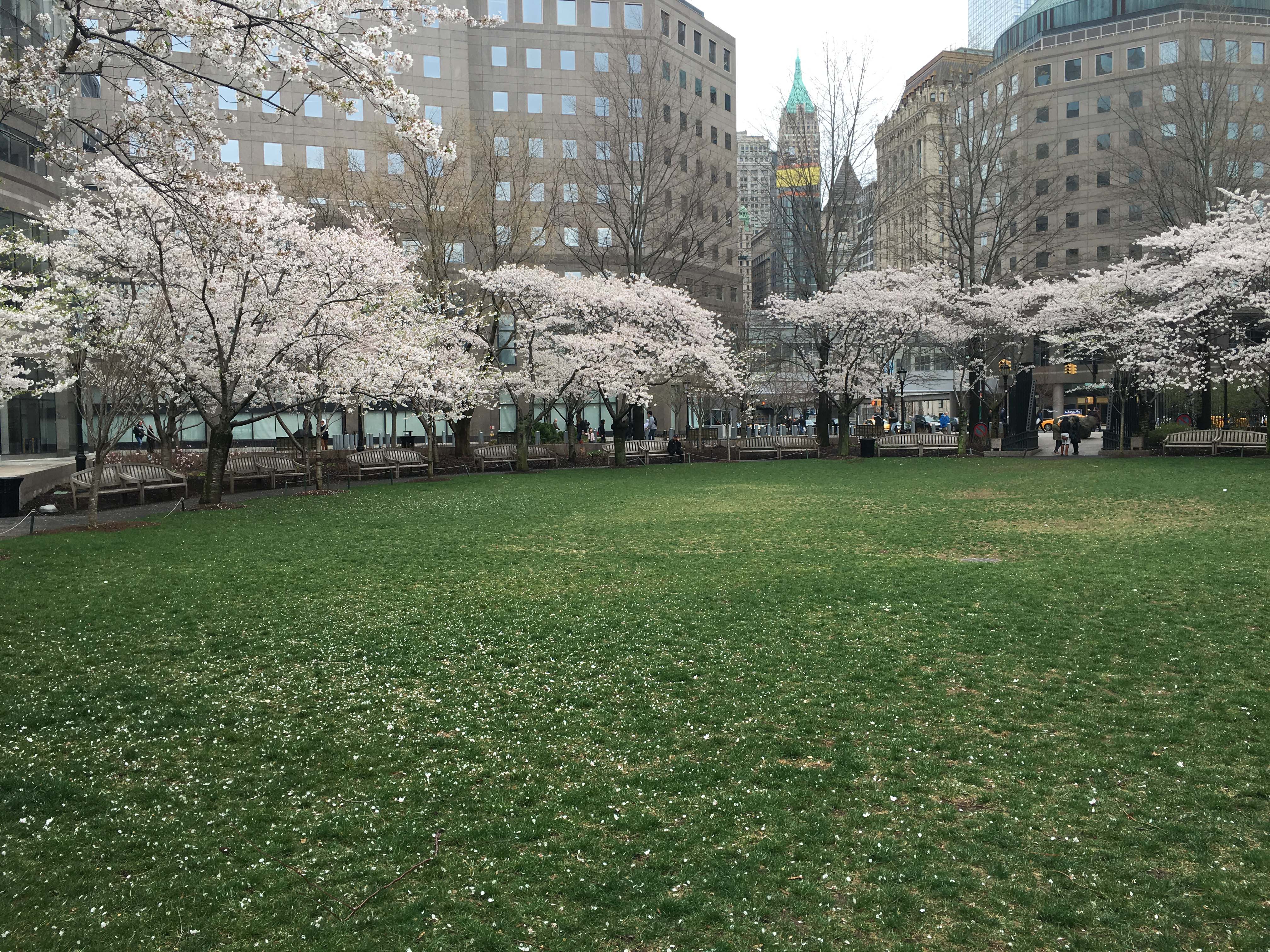 cherry tree circl lawn in bloom 2016 single shot