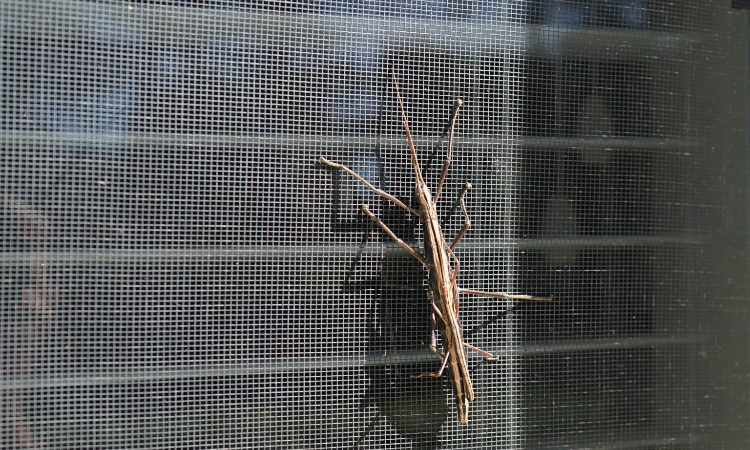 My new appreciation for insects | The Greer Journal